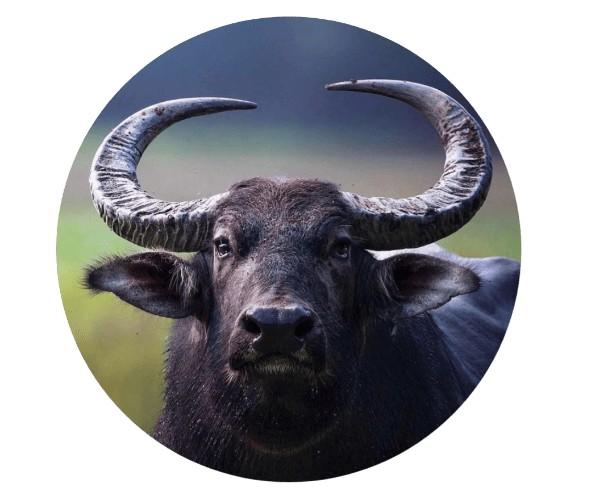 buffalo aetiovet lab