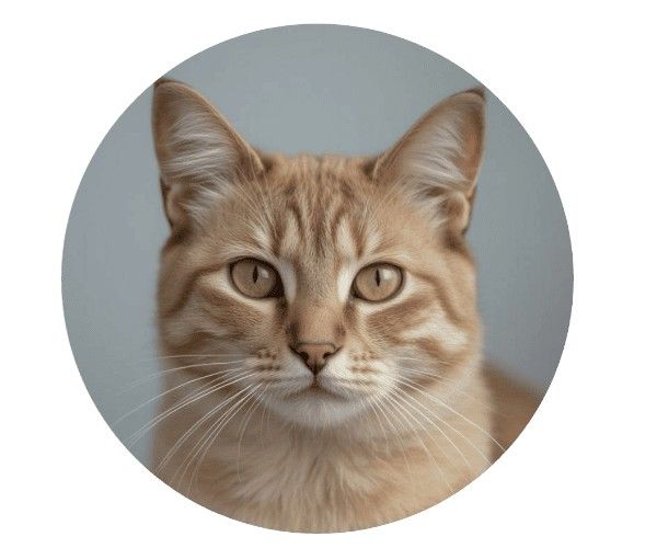 cat aetiovet kolkata