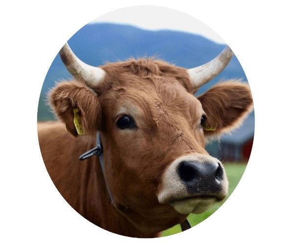 cow aetiovet lab kalyani