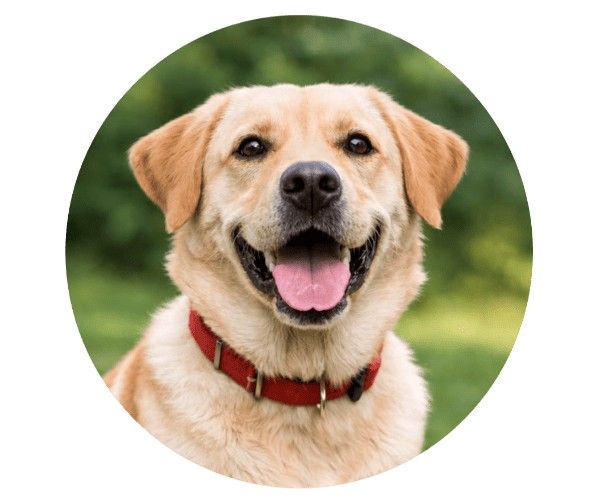 dog animal lab kolkata