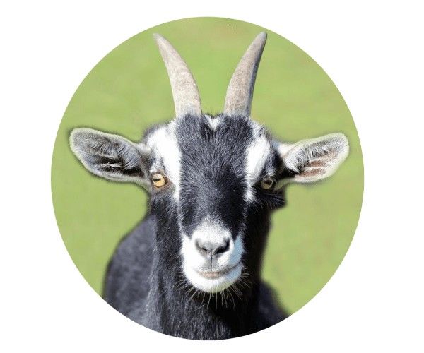 goat aetiovet lab kolkata