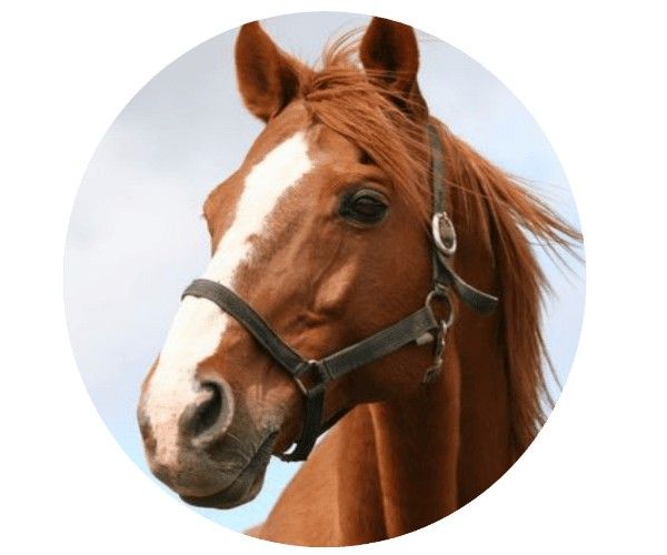 horse aetiovet lab