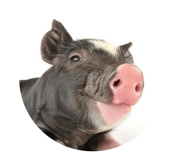 pig aetiovet