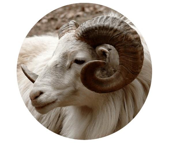 sheep lab vet